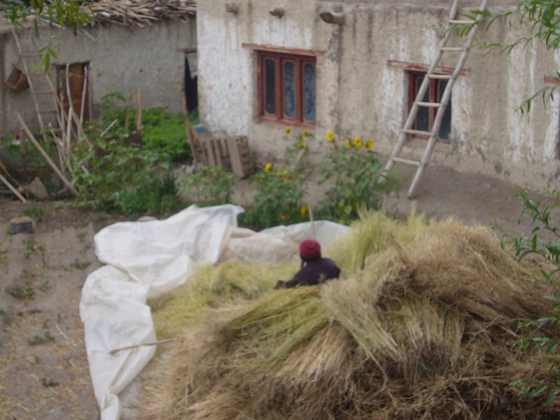 Travel - India - Ladakh - Rented Car - Alchi